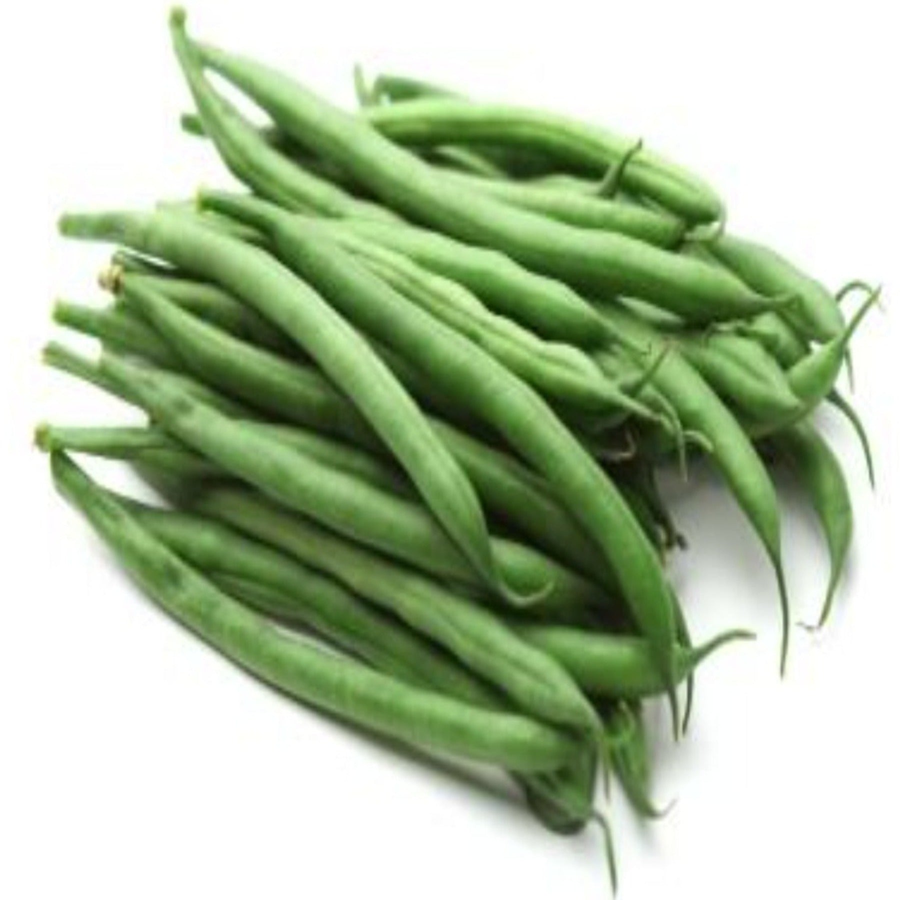 Strike Bush Green Bean Untreated and Treated Seeds