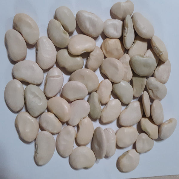 Pole Lima Bean King of the Garden Seeds Papaws Garden Supply LLC