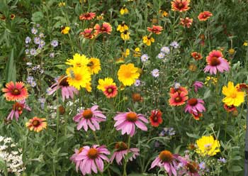 Flower Mixes