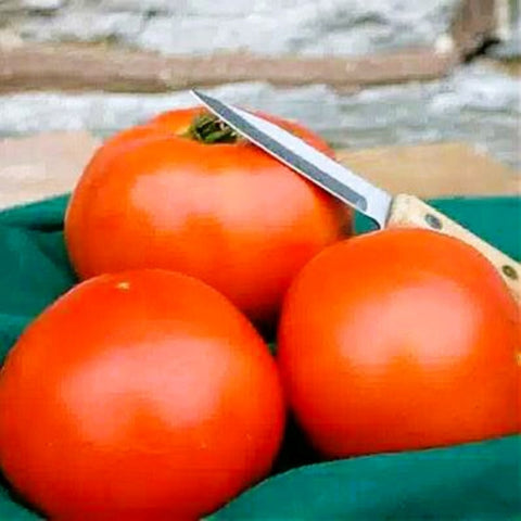 Tomatoes, Hybrid