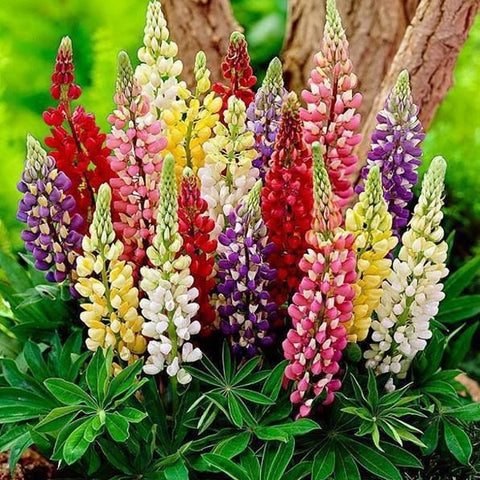 Lupine