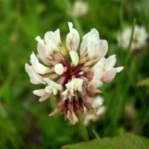 COVER CROP
