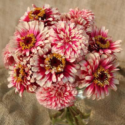 Zinnias