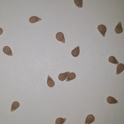 Jet Star Hybrid  Tomato Seeds