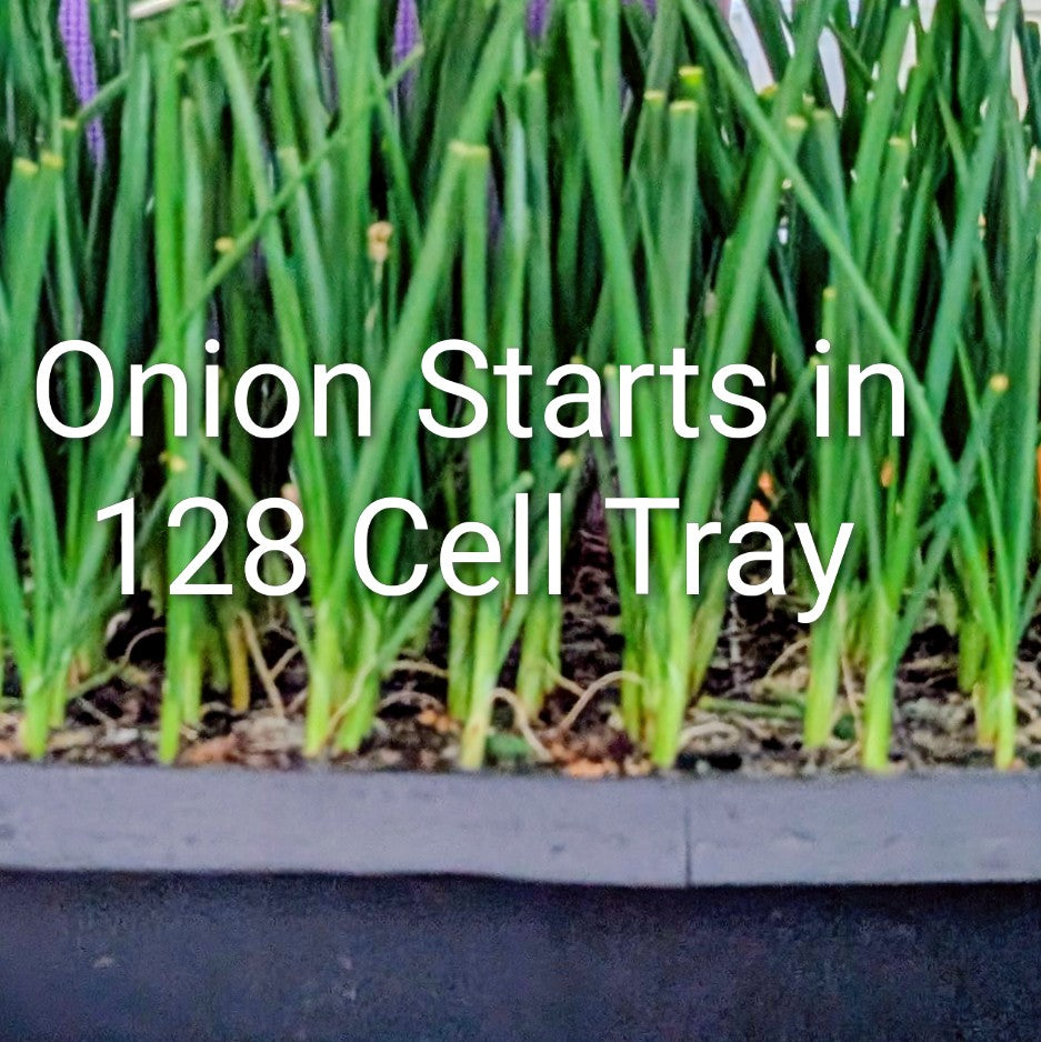 Propagation 128 Cell Germination Tray