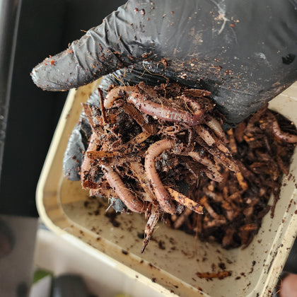 European Nightcrawlers 1 lbs (approx. 350) (ENC) (Eisenia hortensis or Dendrobaena veneta) – Soil Builders & Super Bait Worms