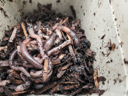 European Nightcrawlers 1 lbs (approx. 350) (ENC) (Eisenia hortensis or Dendrobaena veneta) – Soil Builders & Super Bait Worms