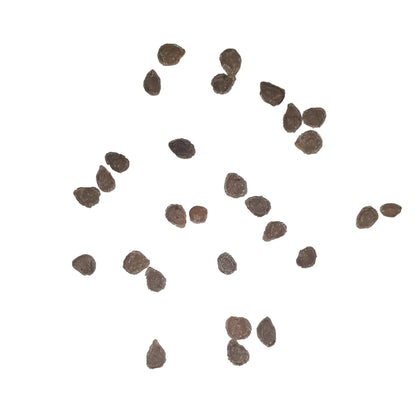 Early Girl Hybrid Tomato Seeds