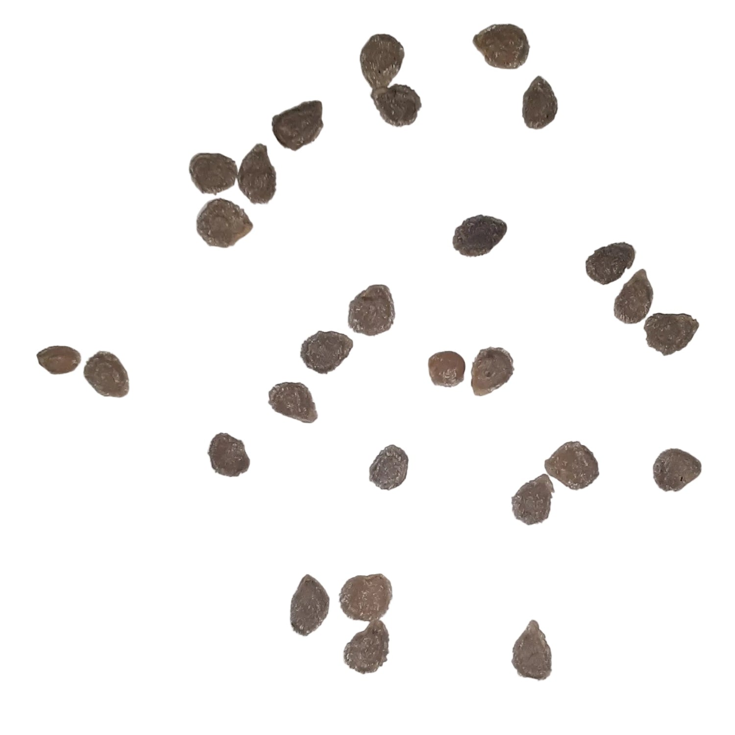 La Roma IV HYBRID Paste Tomato Seeds