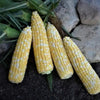 BOLT XR Extra Early 67 DAY Treated Bicolor Sweet Corn Seeds