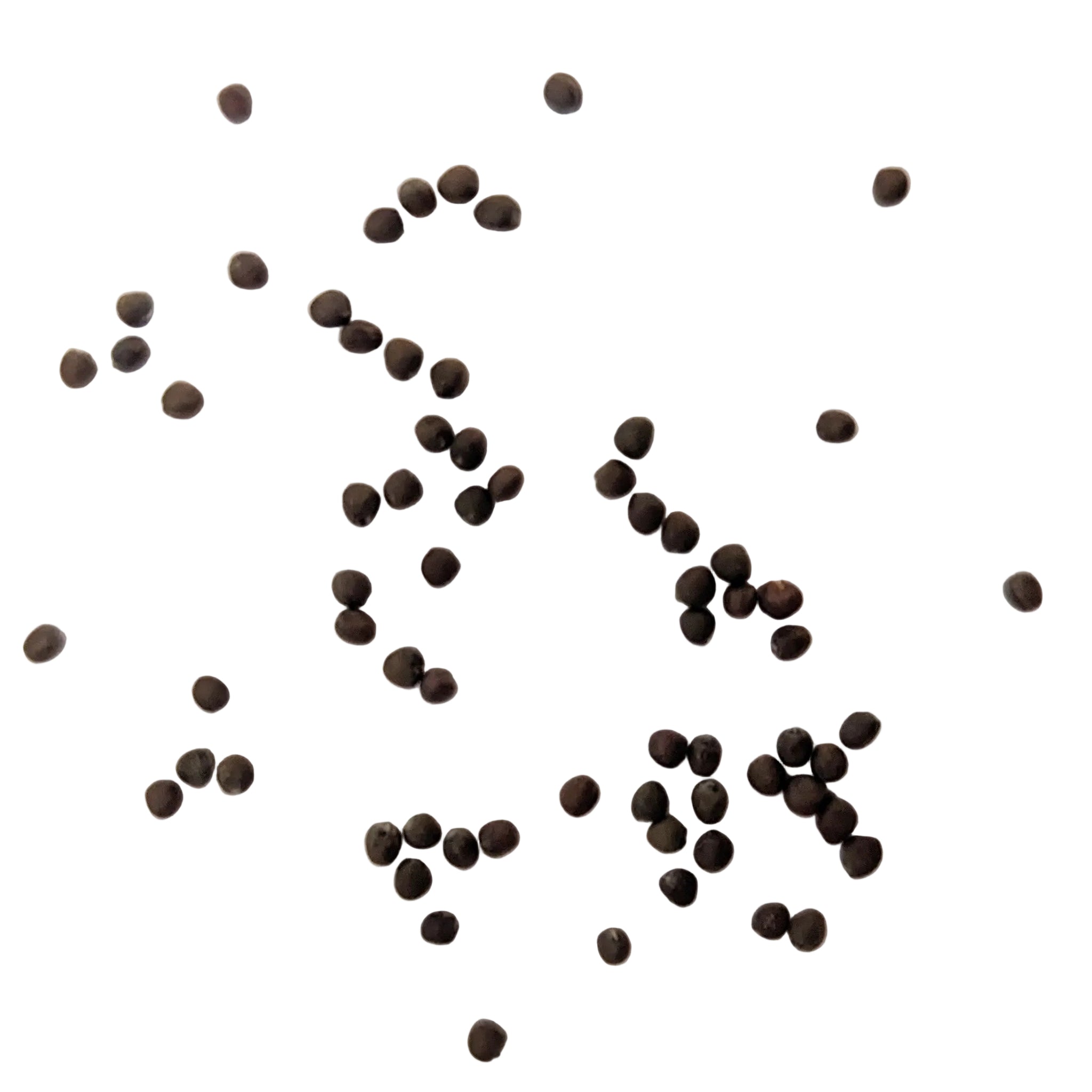 Danish Ballhead Heirloom Cabbage Seeds