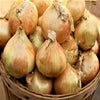 Basics: All the Onions