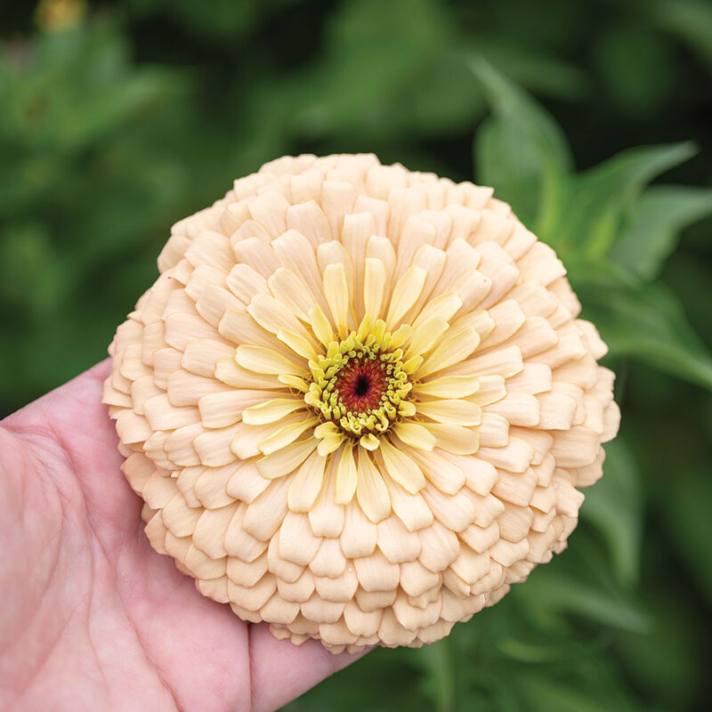 zinnia seeds from plant Linen Zinnia Seeds – Papaws Garden Supply LLC