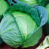 Danish Ballhead Heirloom Cabbage Seeds