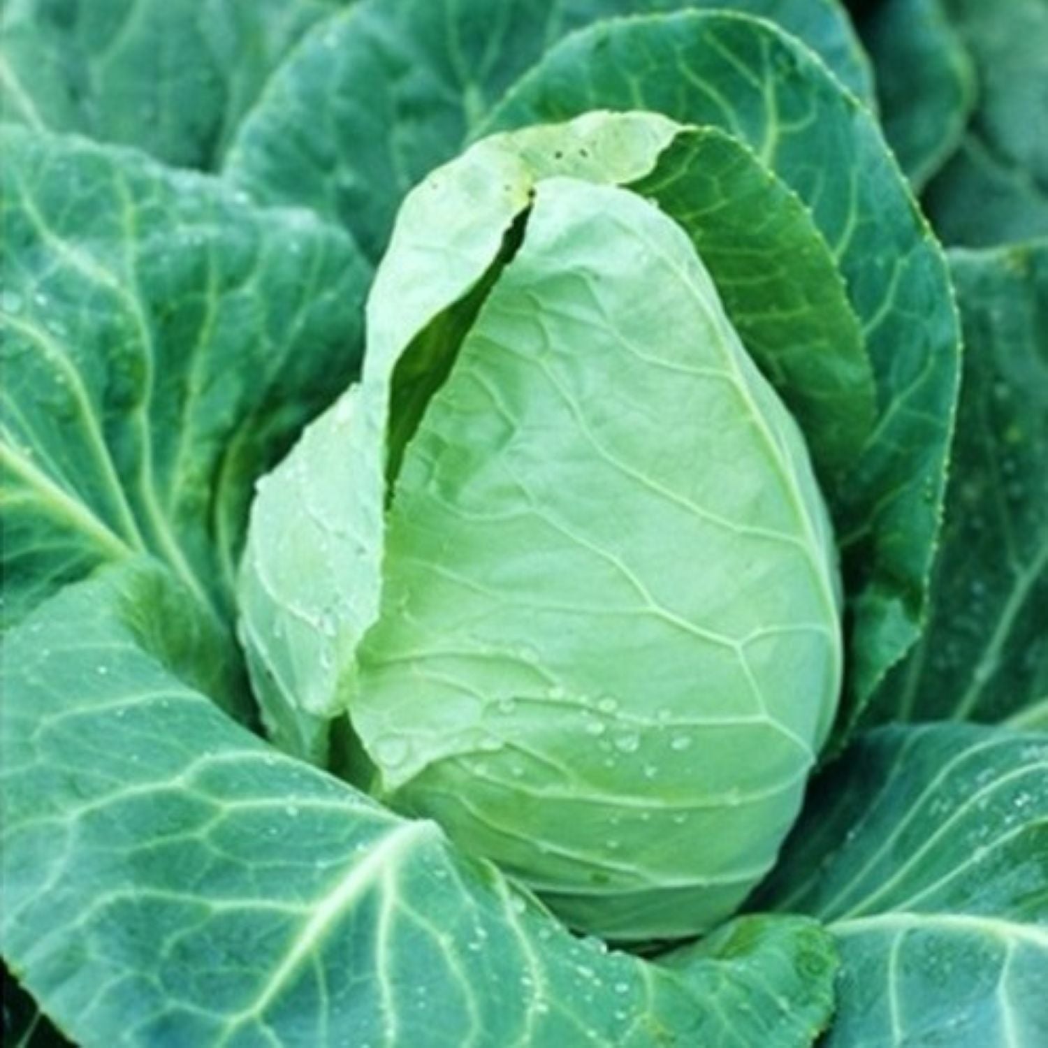 Early Jersey Wakefield Heirloom Conical Head Cabbage Seeds