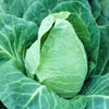 Early Jersey Wakefield Heirloom Conical Head Cabbage Seeds