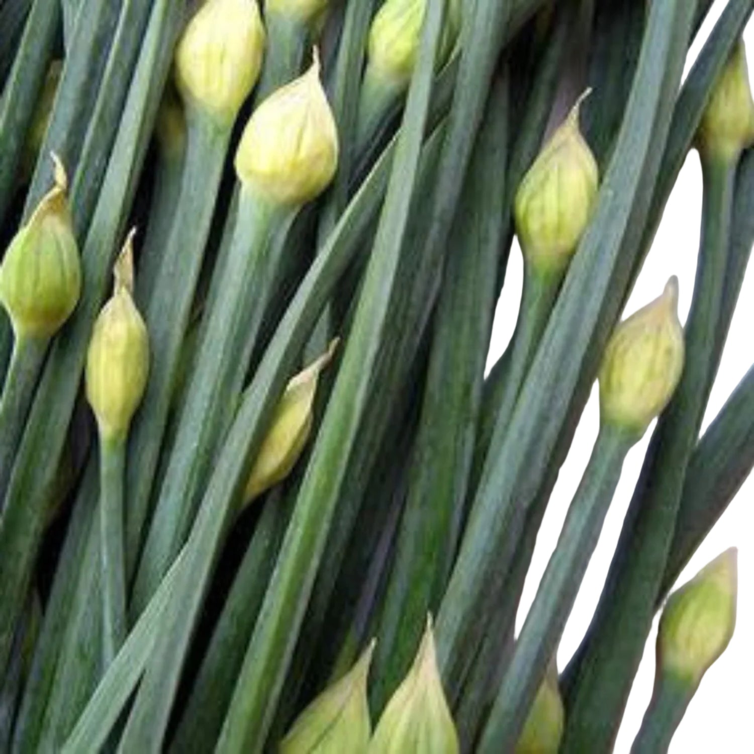 Herb, Garlic Chive Seeds