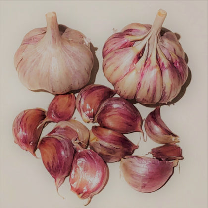 Georgian Fire Heirloom Certified Seed Garlic Cloves