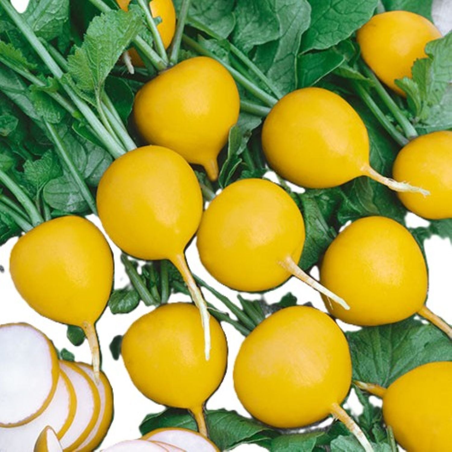 Golden Helios Radish Seeds