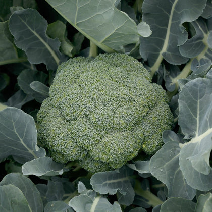 Marathon Hybrid Broccoli Seeds