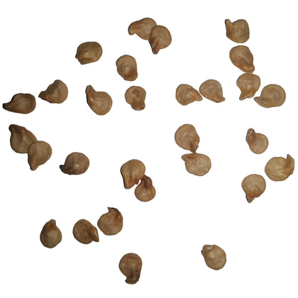 Jalapeno Orange Hot Pepper Seeds