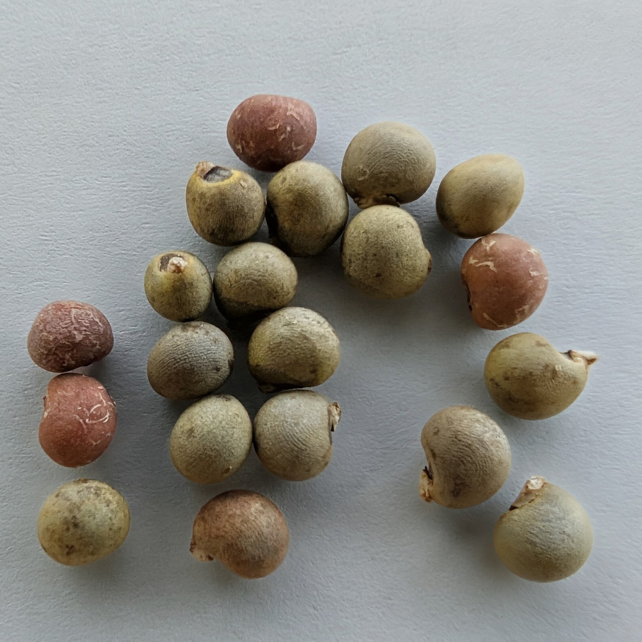 Okra, Hill Country Red Seeds