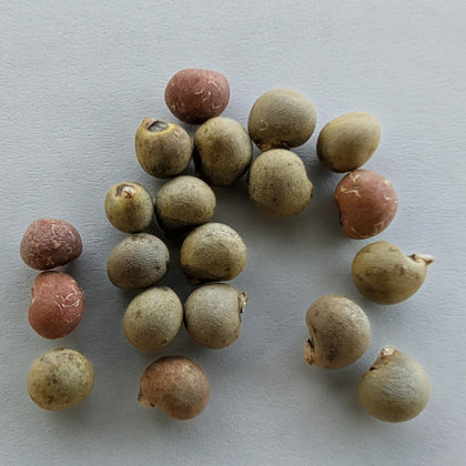 Okra, Hill Country Red Seeds