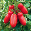 Italian Scatolone tomato Heirloom on the vine red ripe past tomatoes 4 oz at maturity Papaws Garden Supply LLC Brand