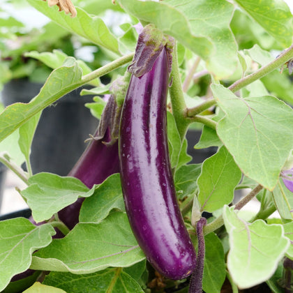 Italian Heirloom Long Purple Eggplant Seeds