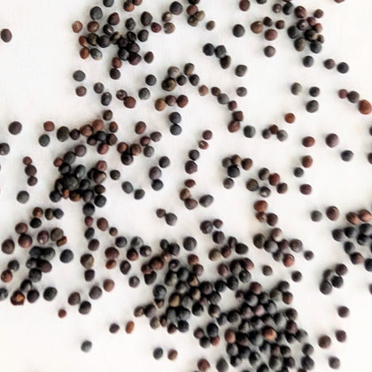 Kohlrabi QuickStar Hybrid Seeds