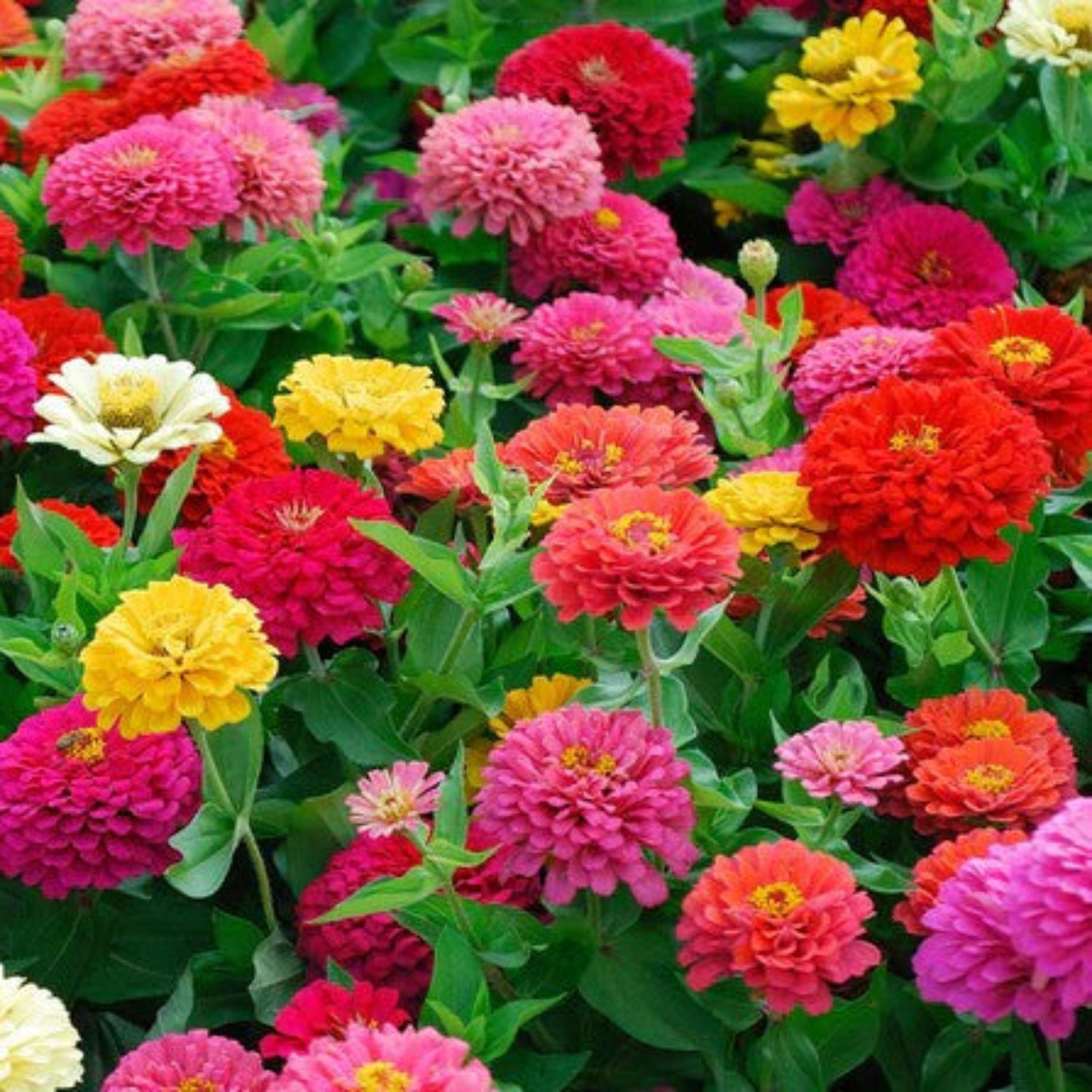 Papaw's Garden Supply Lilliput Mixed Color Zinnia Seeds