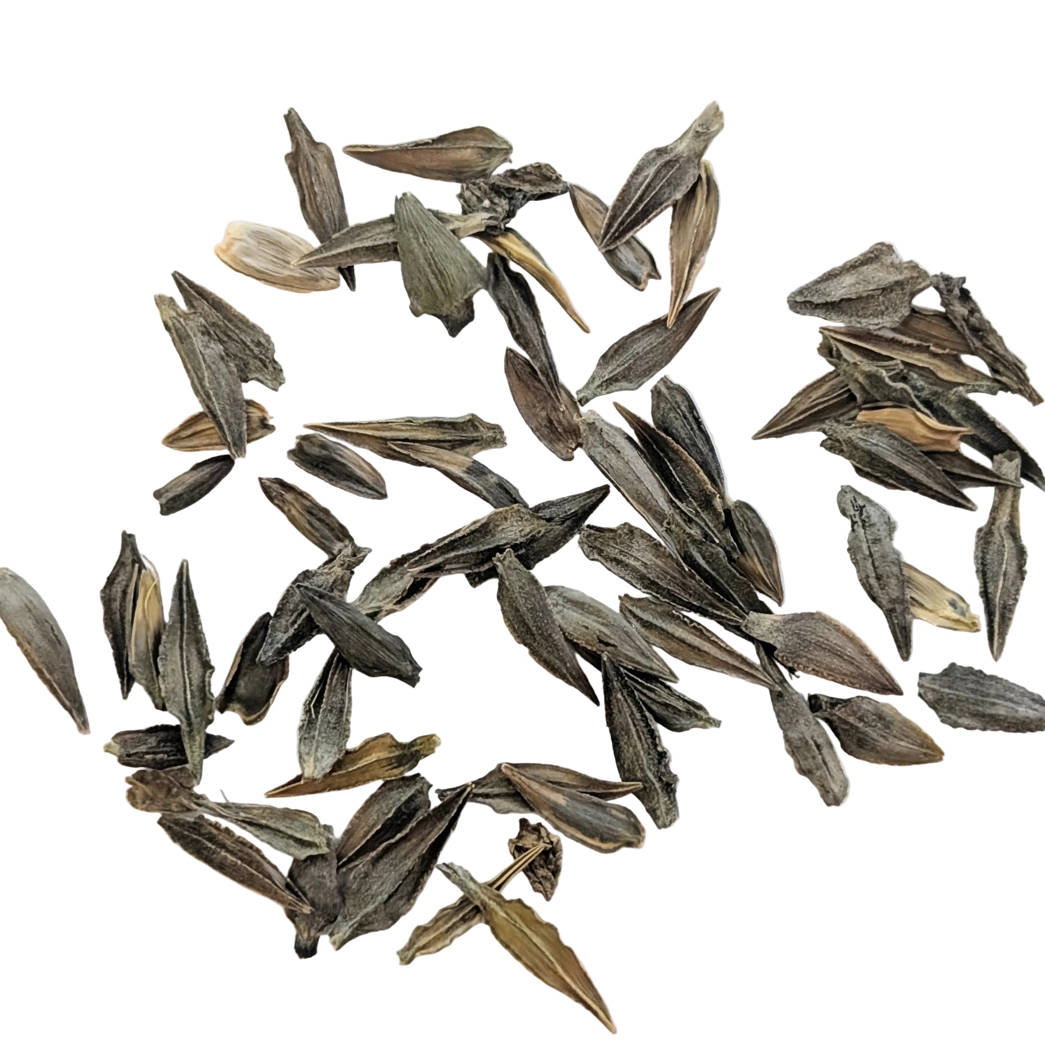 Linen Zinnia Seeds