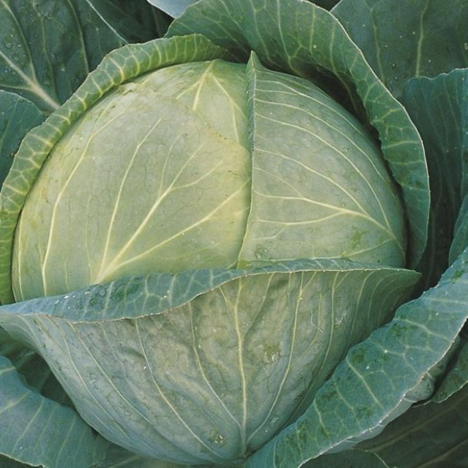 Megaton F1 Cabbage Treated Seeds