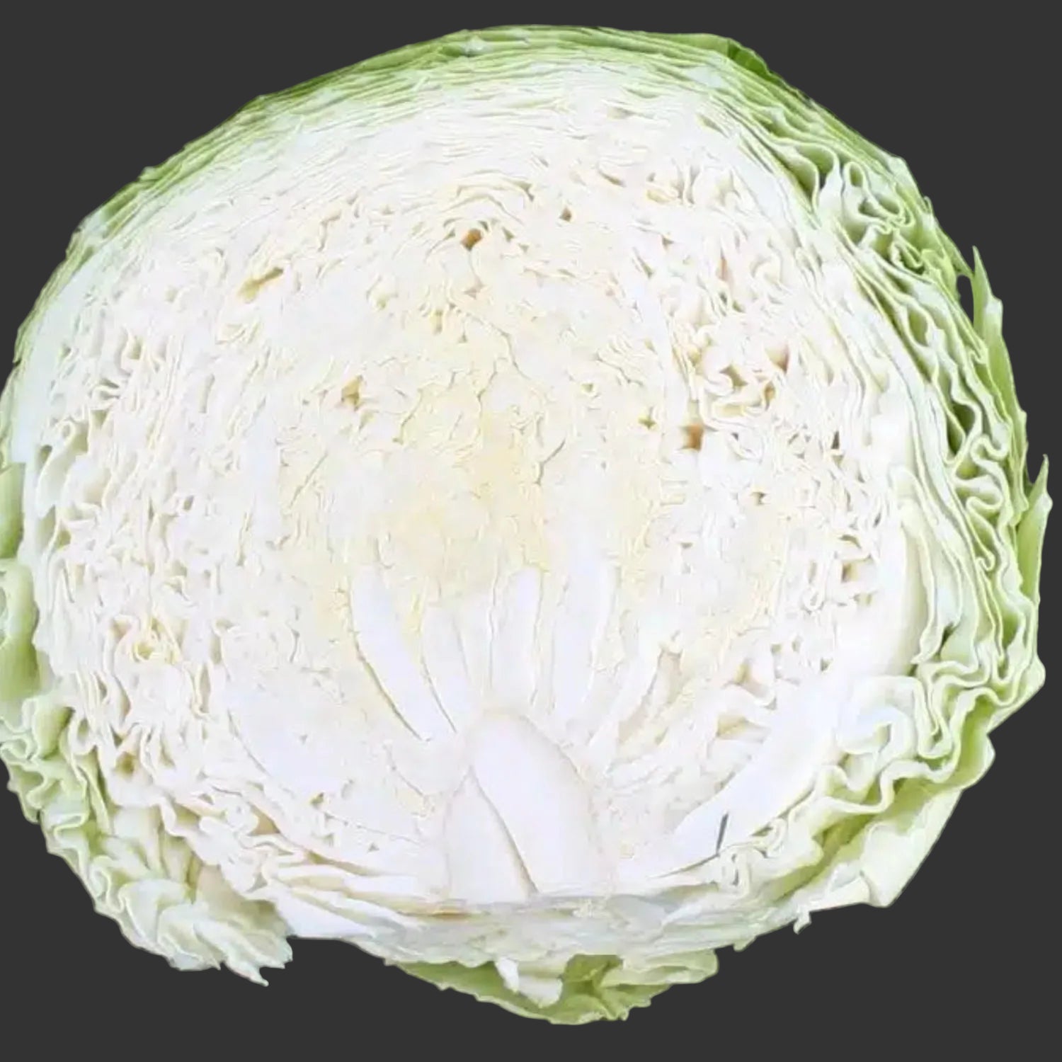 Megaton F1 Cabbage Treated Seeds