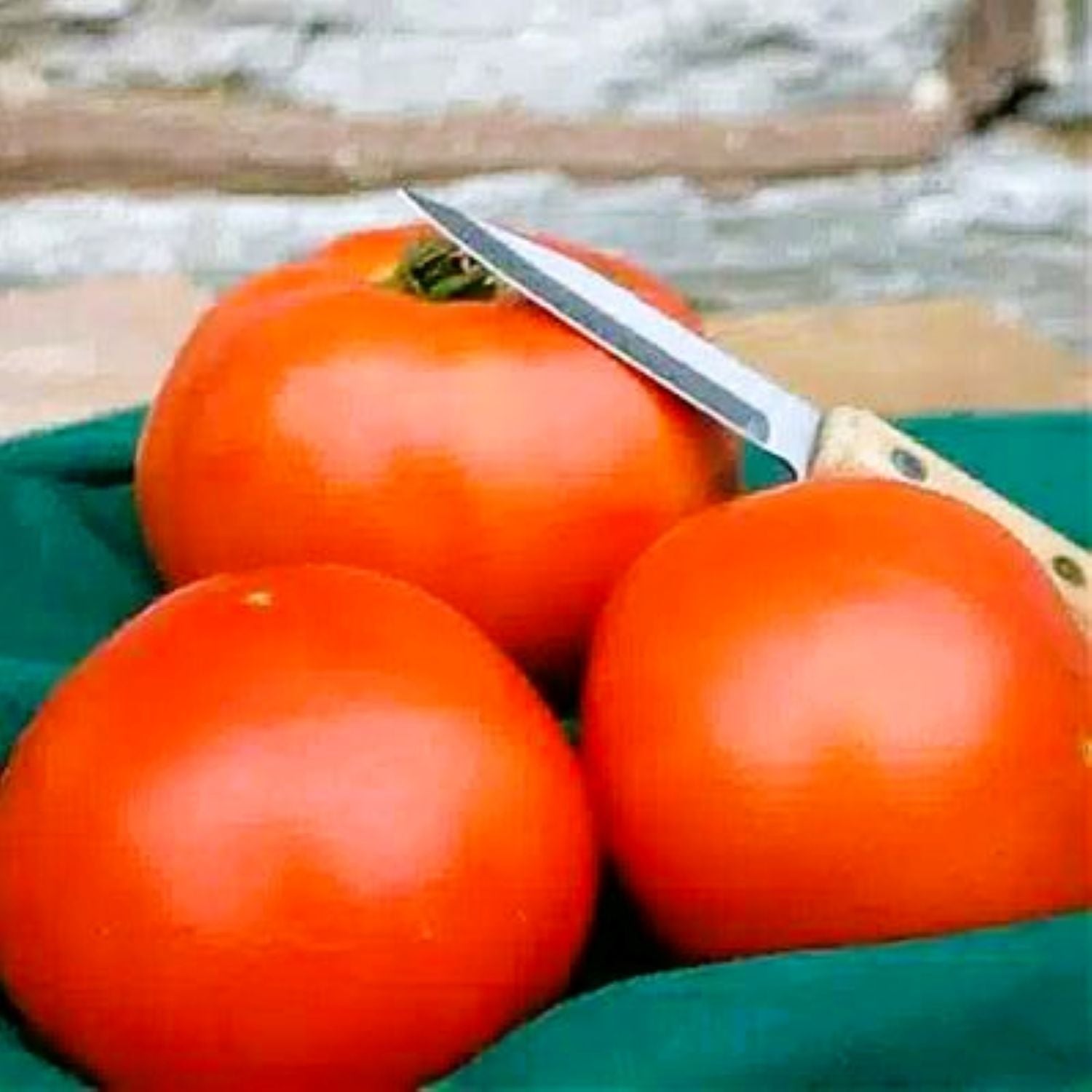Mountain Fresh Plus Untreated Hybrid Tomato Seeds