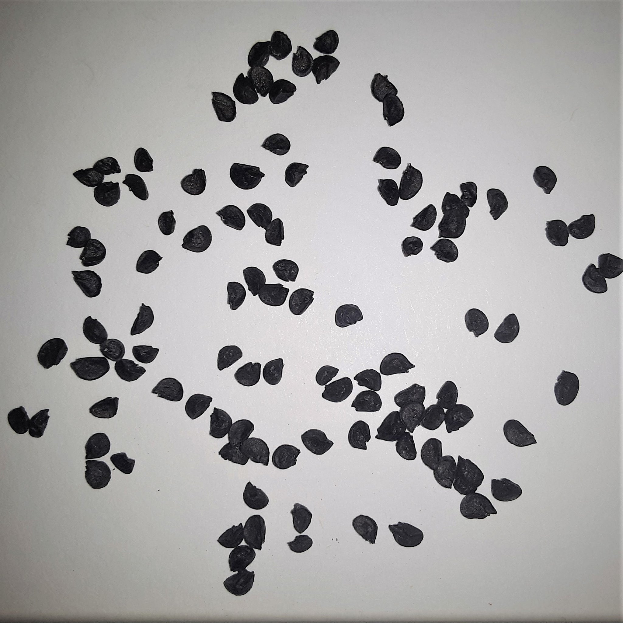 Alisa Craig Exhibition Onion Seeds