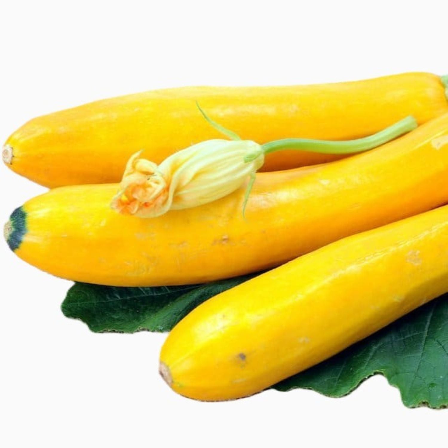 Yellow Heirloom Prolific Straightneck Summer Squash Seeds