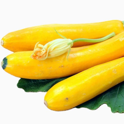 Yellow Heirloom Prolific Straightneck Summer Squash Seeds