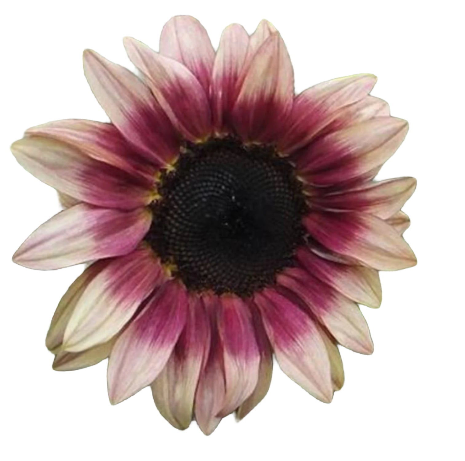 cherry rose sunflower seeds Papaw's Garden Supply Pro Cut Plum Sunflower Seed 20 CT/PACK – Papaws Garden Supply LLC