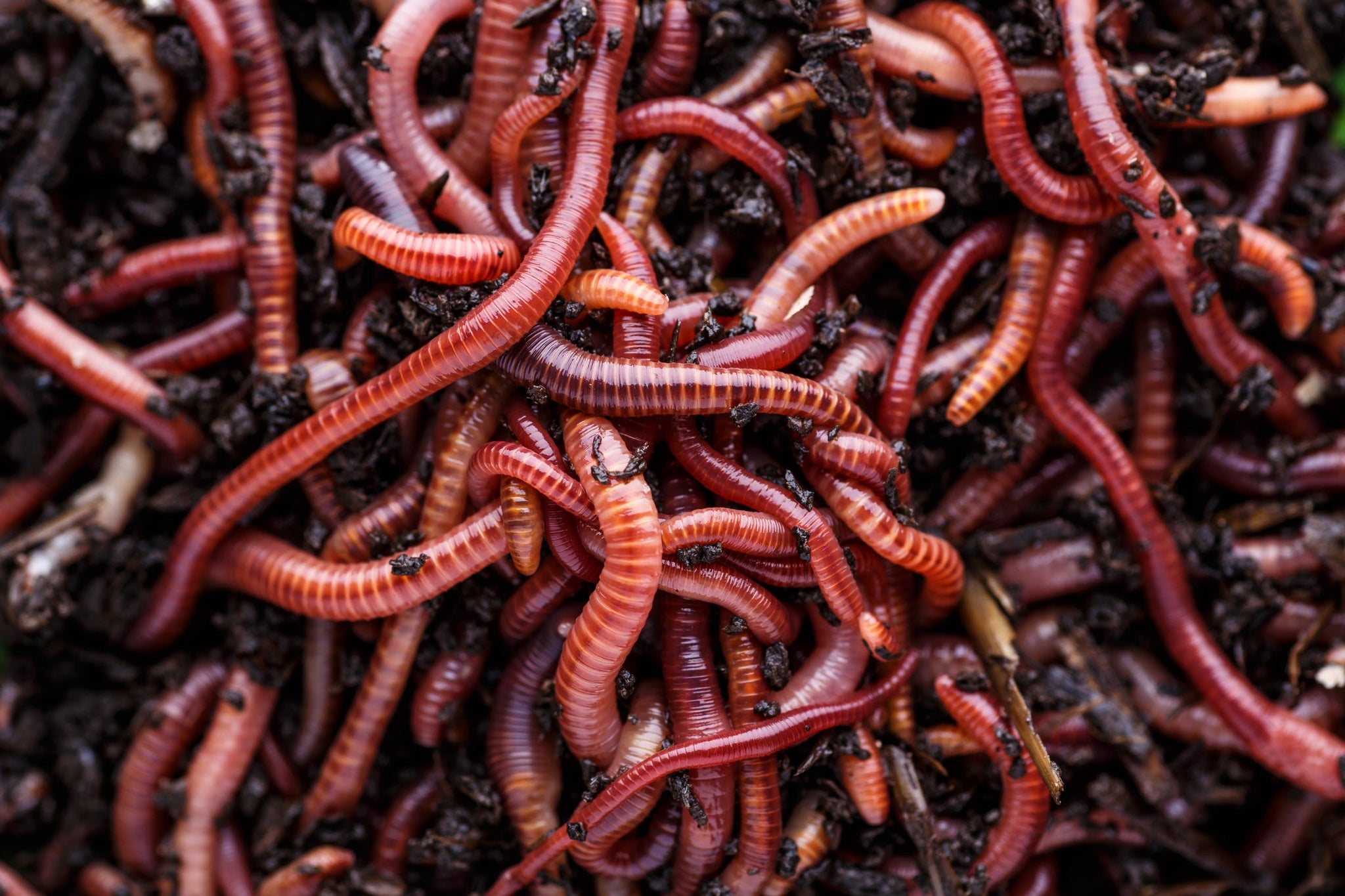 red wiggler worms in potted plants Pure Red Wigglers Composting and Gardening Worms (EISENIA FETIDA) 1 lb – Papaws Garden Supply LLC
