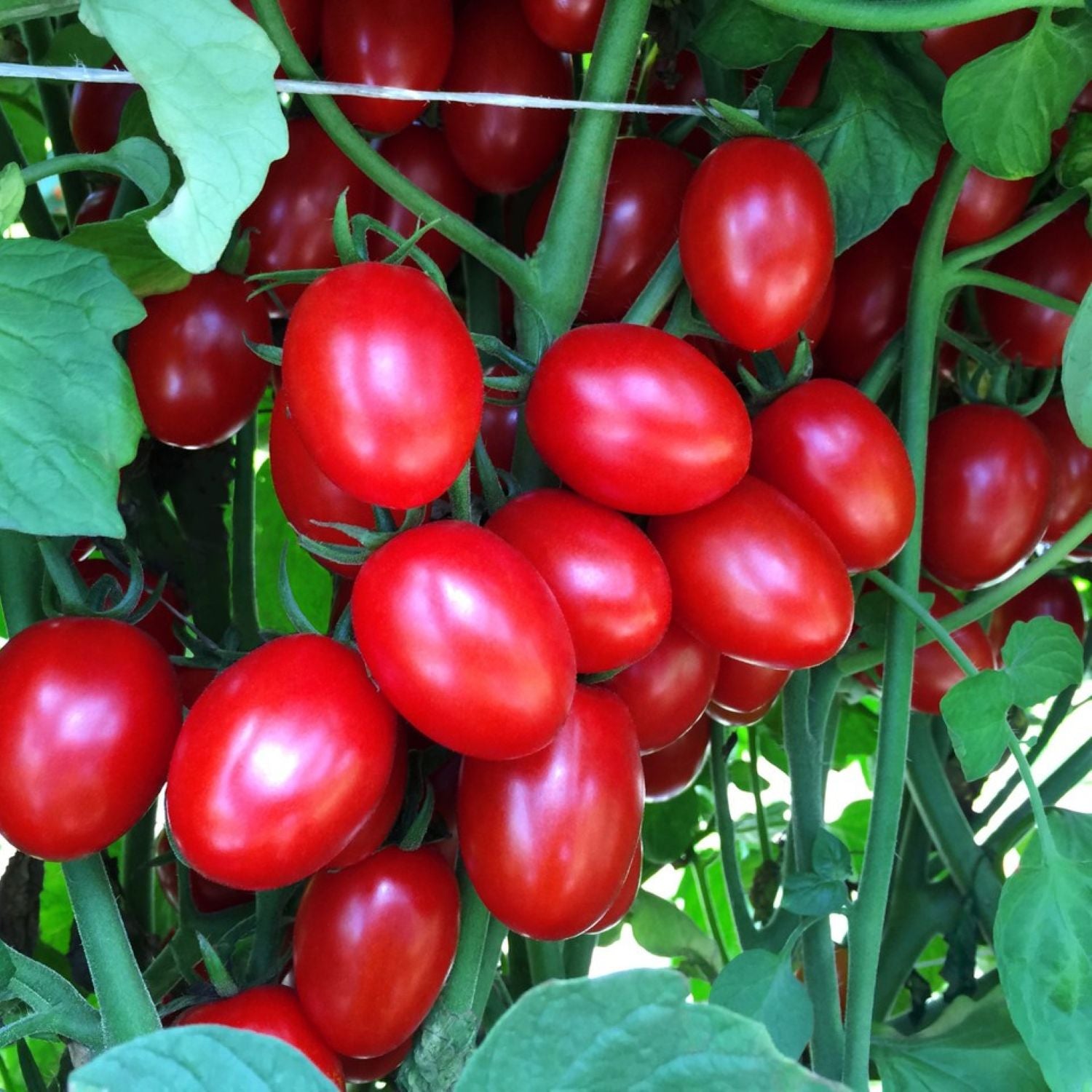 Ruby Crush Hybrid Grape Tomato Seeds