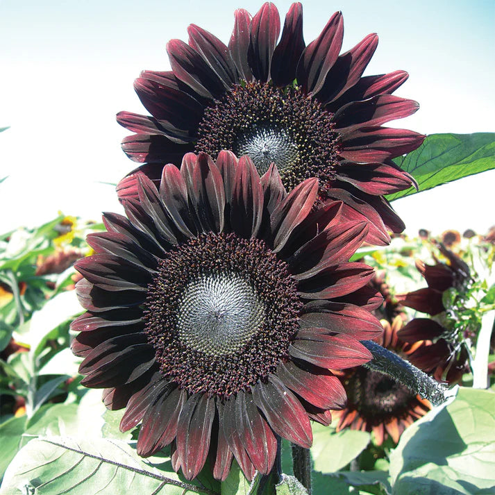 planting red sunflower seeds Papaw's Garden Supply Pro Cut Red Sunflower Seed 20 CT/PACK – Papaws Garden Supply LLC