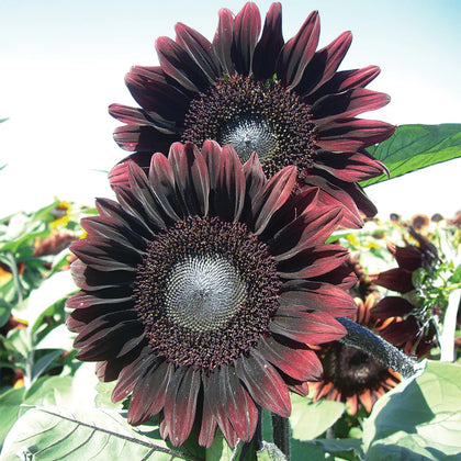 black seed sunflower plant Black Russian Sunflower Seeds Grow your own black oil bird seed – Papaws Garden Supply LLC