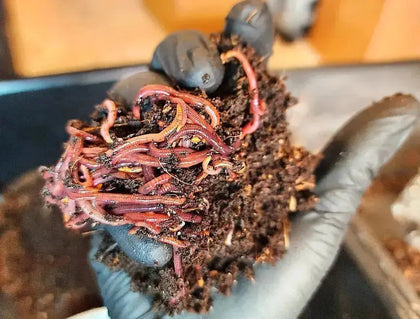 Pure Red Wigglers Composting and Gardening Worms (EISENIA FETIDA) 1 /2 lbs.  (approx. 500)