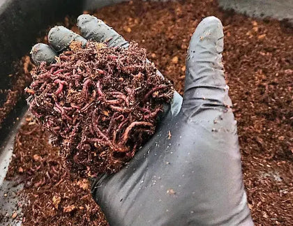 Pure Red Wigglers Composting and Gardening Worms (EISENIA FETIDA) 1 /2 lbs.  (approx. 500)