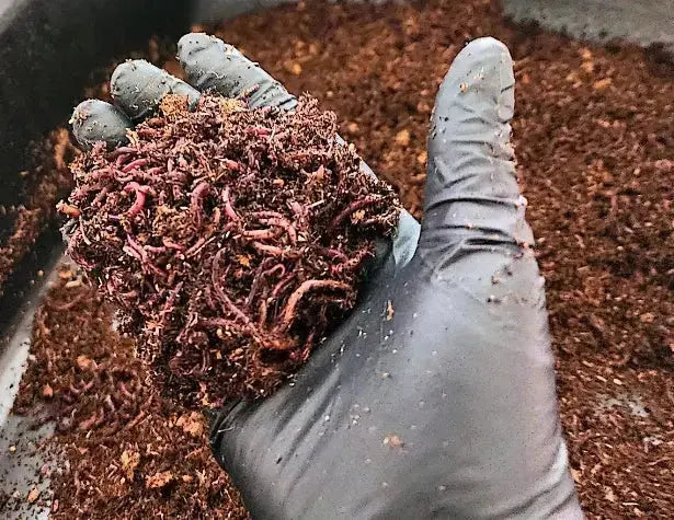 red wiggler worms in potted plants Pure Red Wigglers Composting and Gardening Worms (EISENIA FETIDA) 1 lb – Papaws Garden Supply LLC