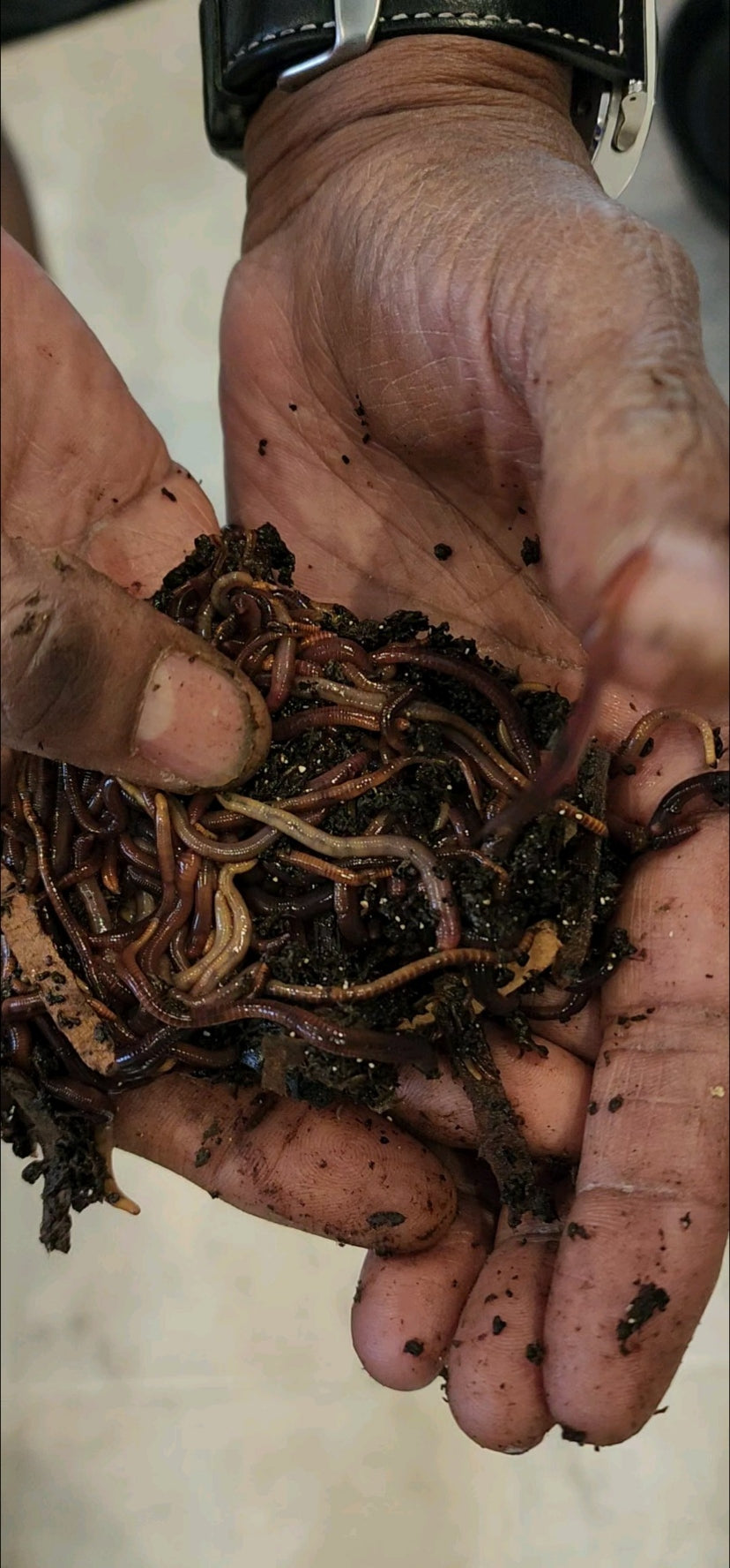 red wiggler worms in potted plants Pure Red Wigglers Composting and Gardening Worms (EISENIA FETIDA) 1 lb – Papaws Garden Supply LLC