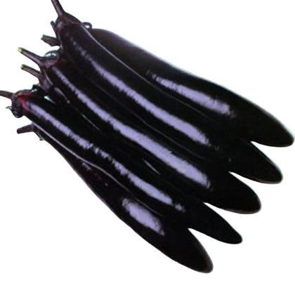 Shoya Long Hybrid Purple Eggplant Seeds