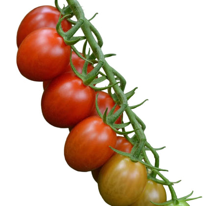 Sugar Rush Hybrid Grape Tomato Seeds