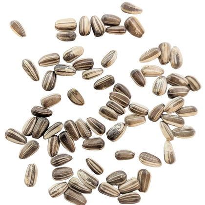 Papaw's Garden Supply Sunrich Hybrid Golden Yellow Sunflower Seed